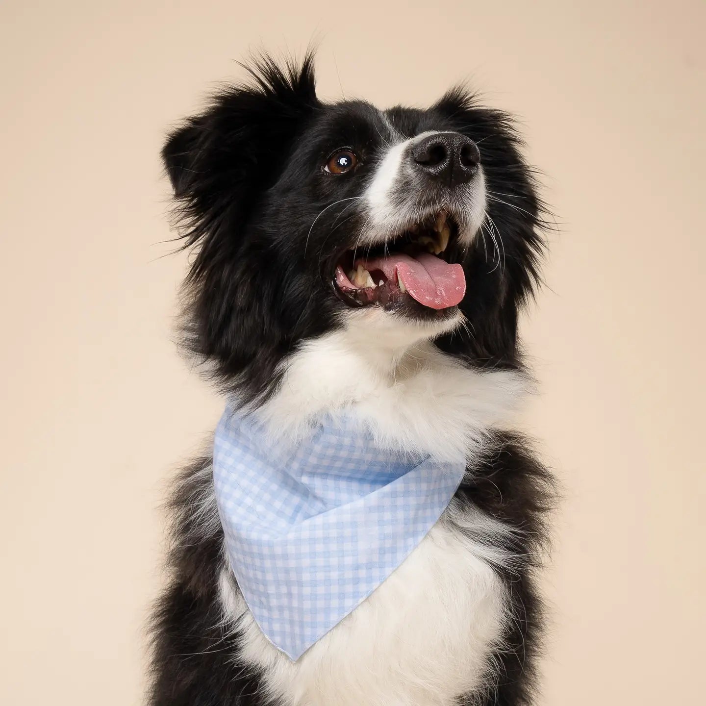 Baby Blue Gingham Bandana