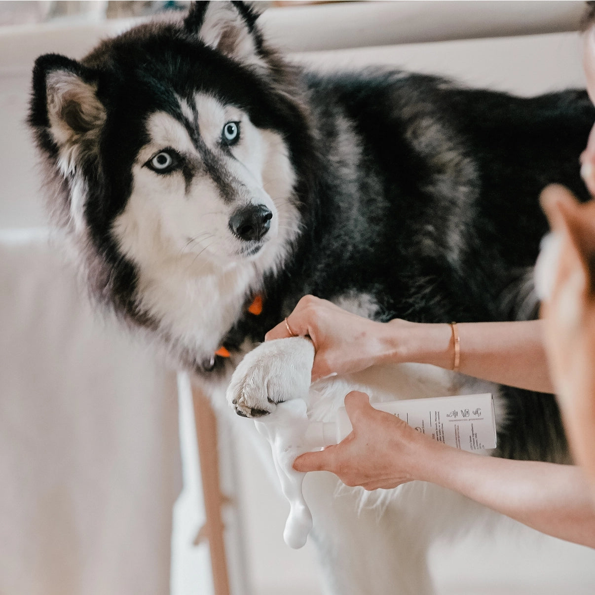 Amino Acid Paw Cleanser (Egg-Shaped)