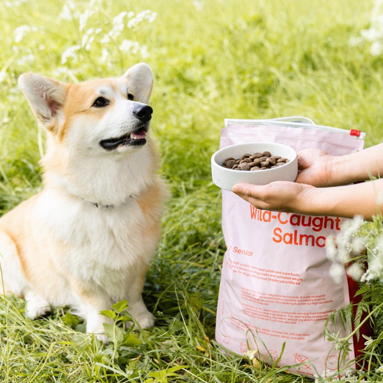 Wild Caught Salmon|Light/Senior|Dog Kibble|100% Grain Free Dog Food