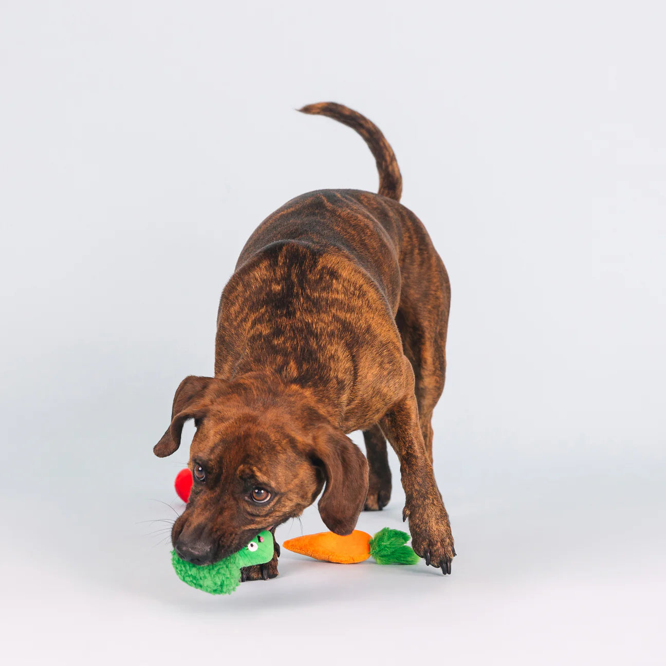 Farm To Table | Small Dogs Toy Set