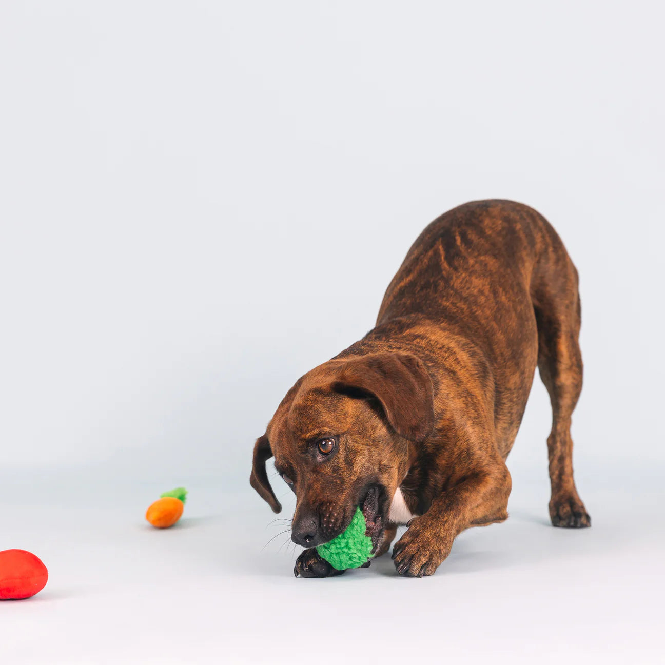 Farm To Table | Small Dogs Toy Set