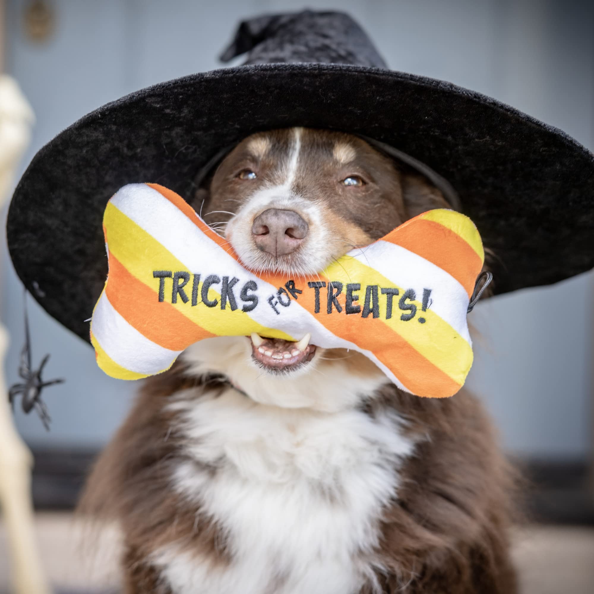 Tricks for Treats Bone