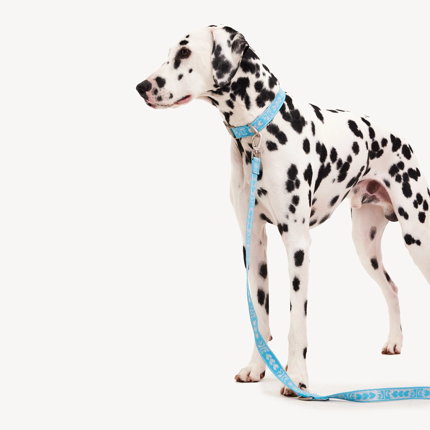 DL Leash - Blue