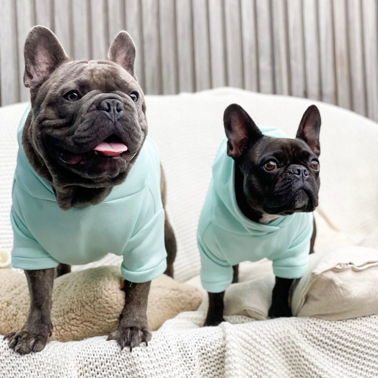 Dog Sweater - Pastel Mint