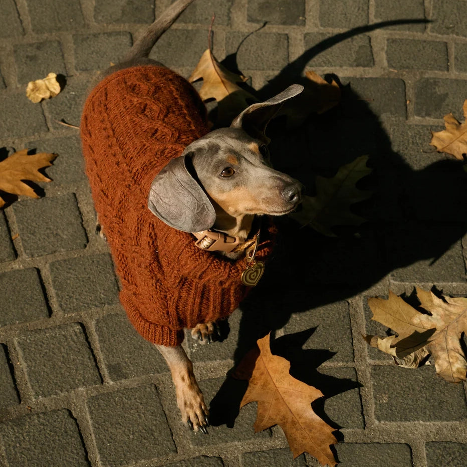 Bold - Pinocchio Brown