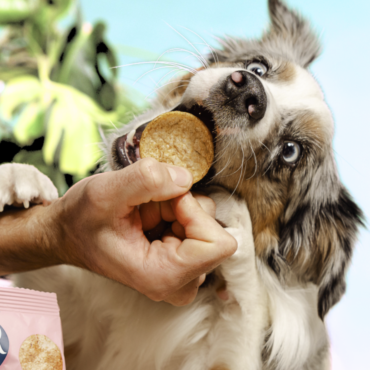 Dog Pops | Cricket & Honey