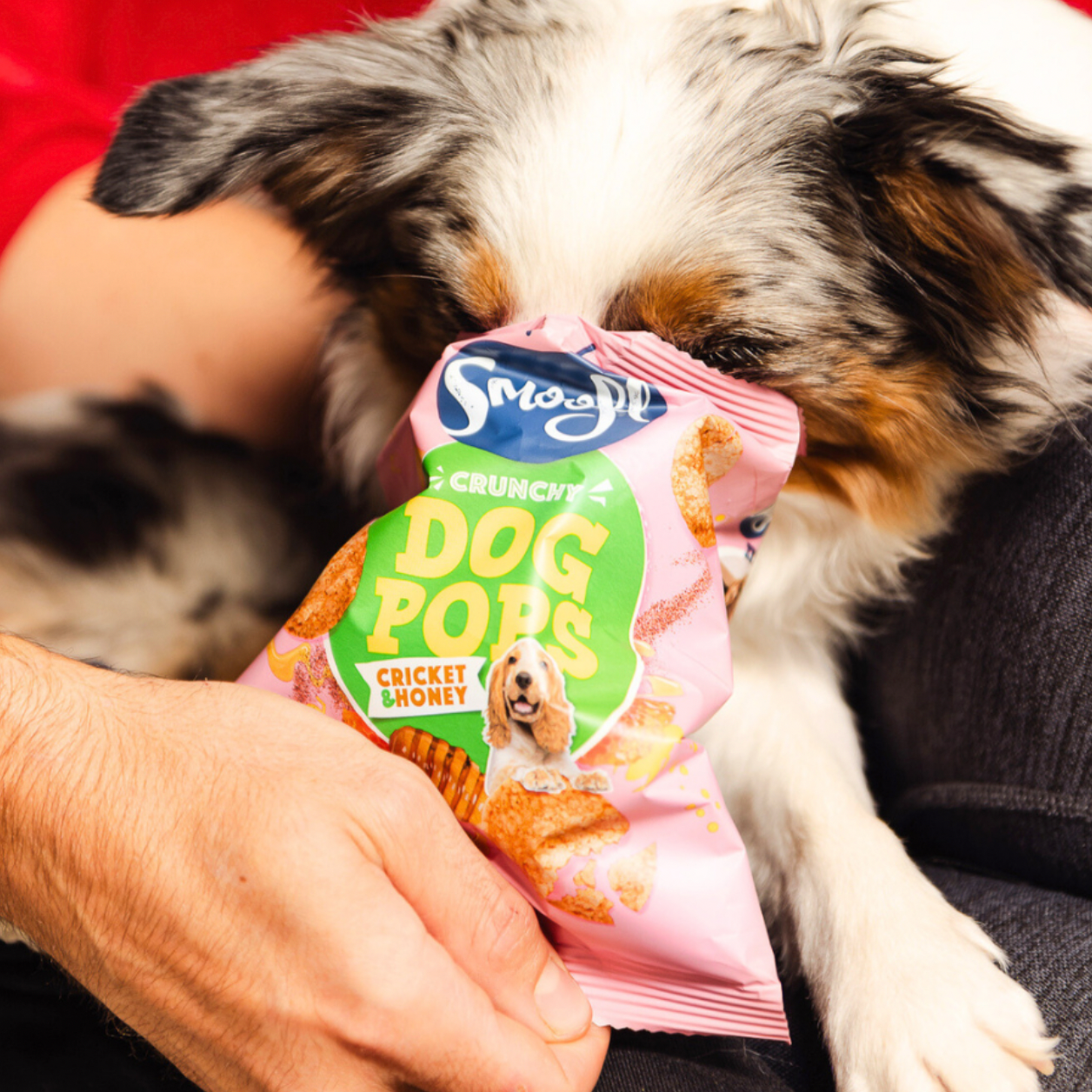 Dog Pops | Cricket & Honey