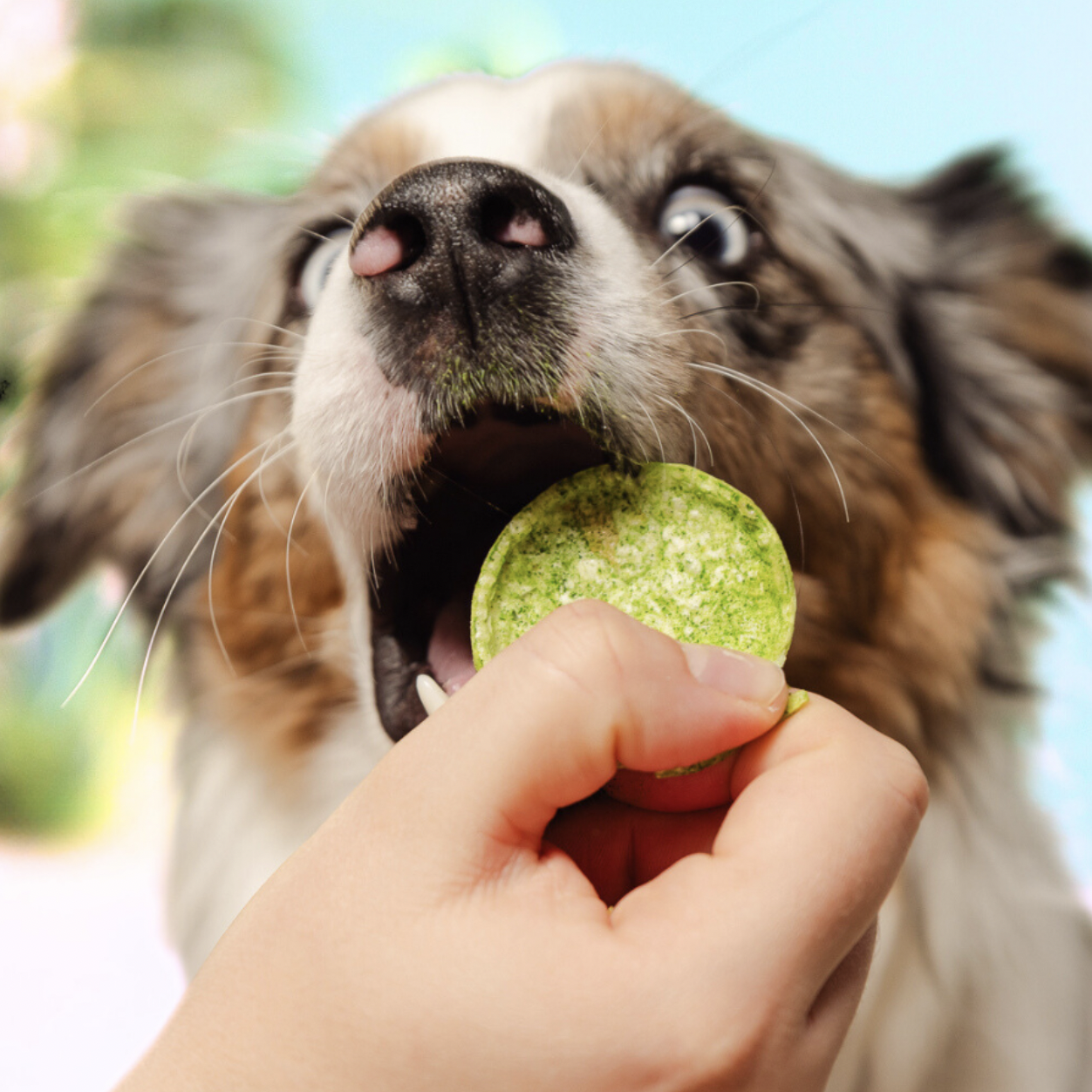 Dog Pops | Salmon & Algae