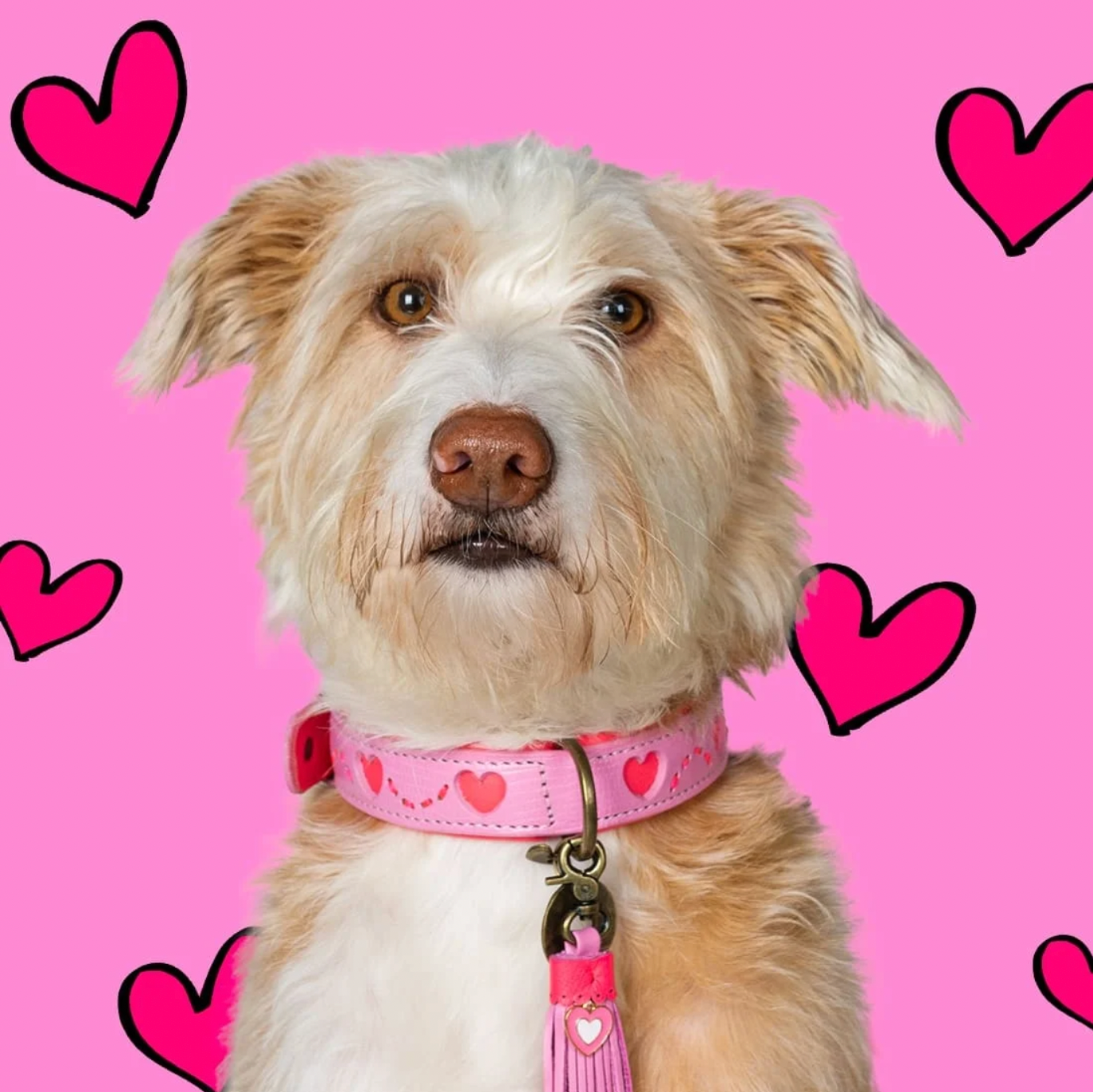 Sweety Dog Leash