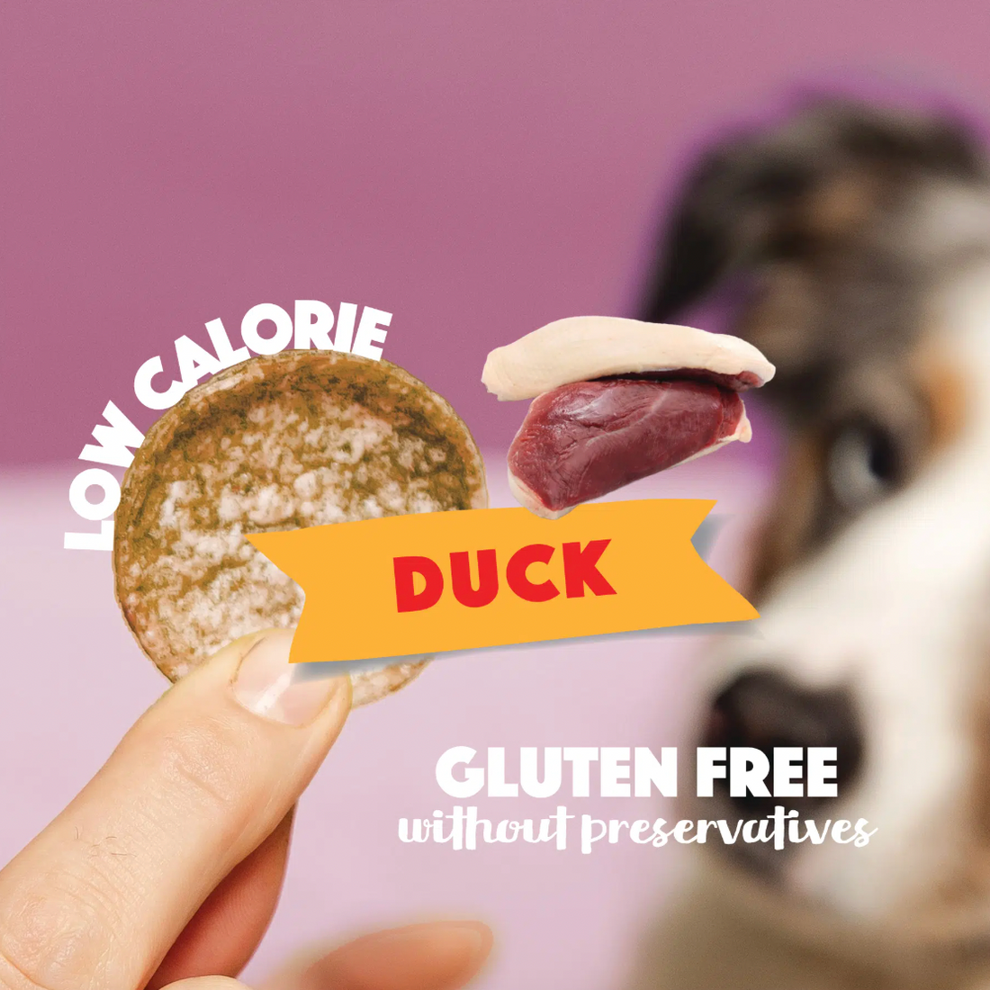 Dog Pops | Duck