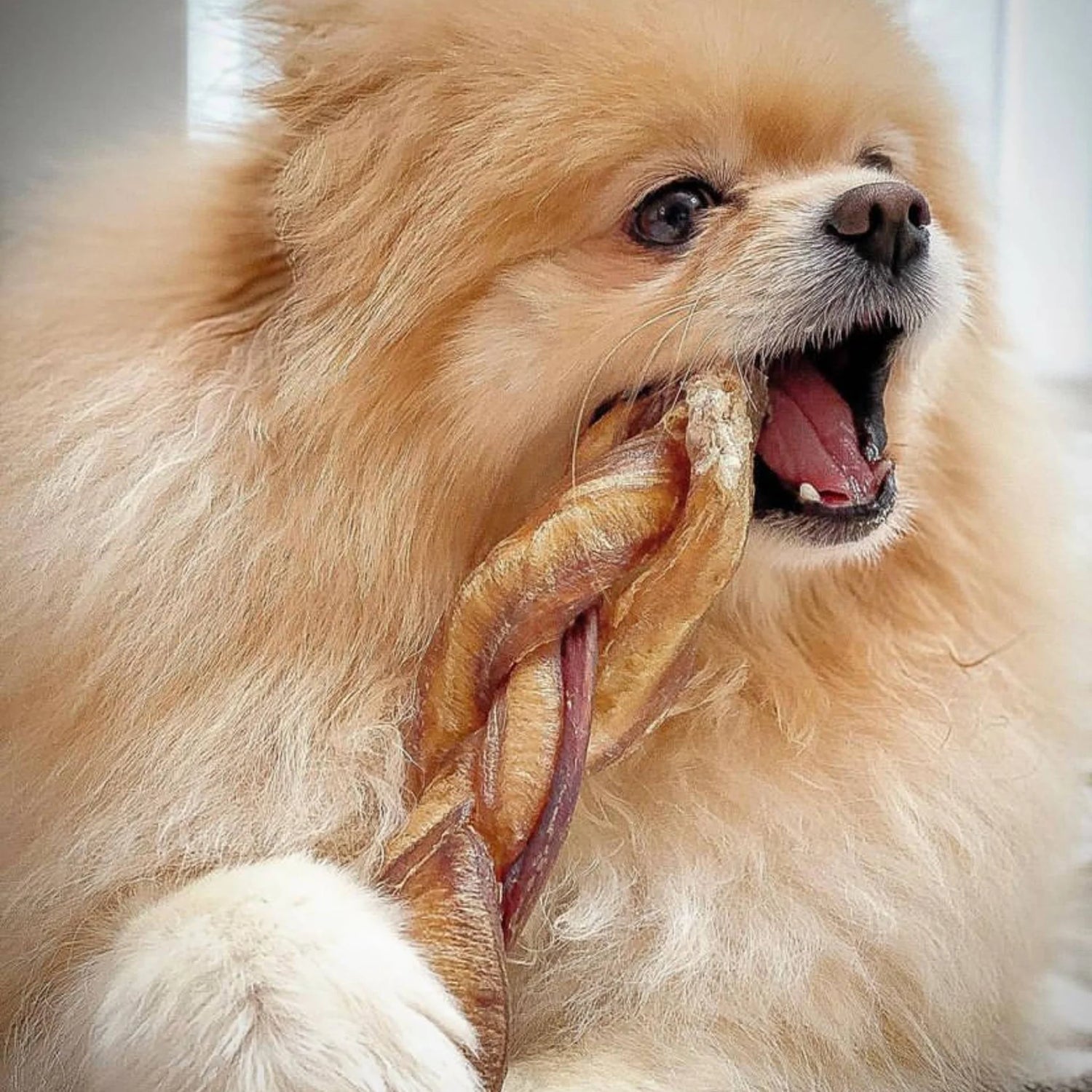 Chewing Braid with Bull Pizzle