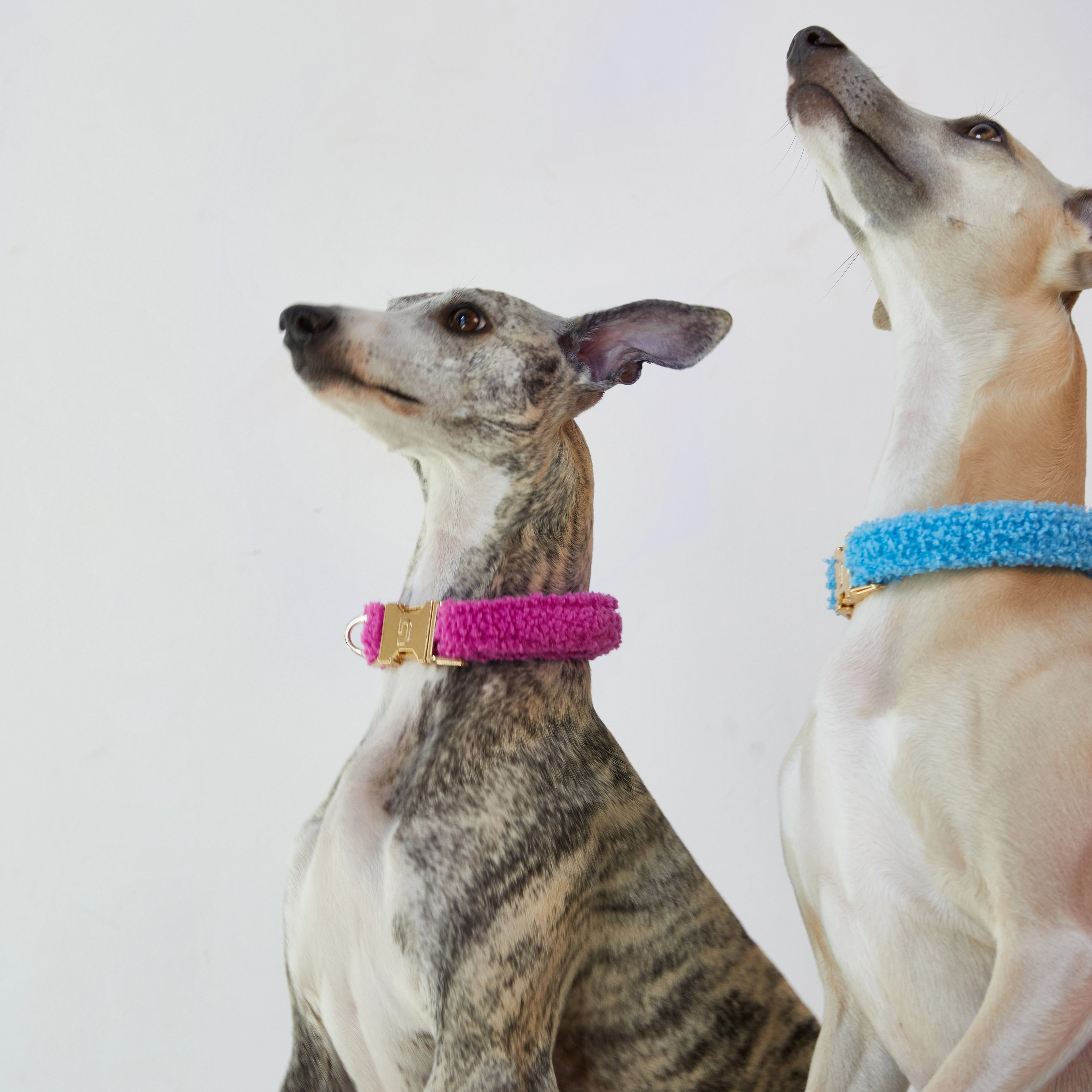 Teddy Collar - Blue