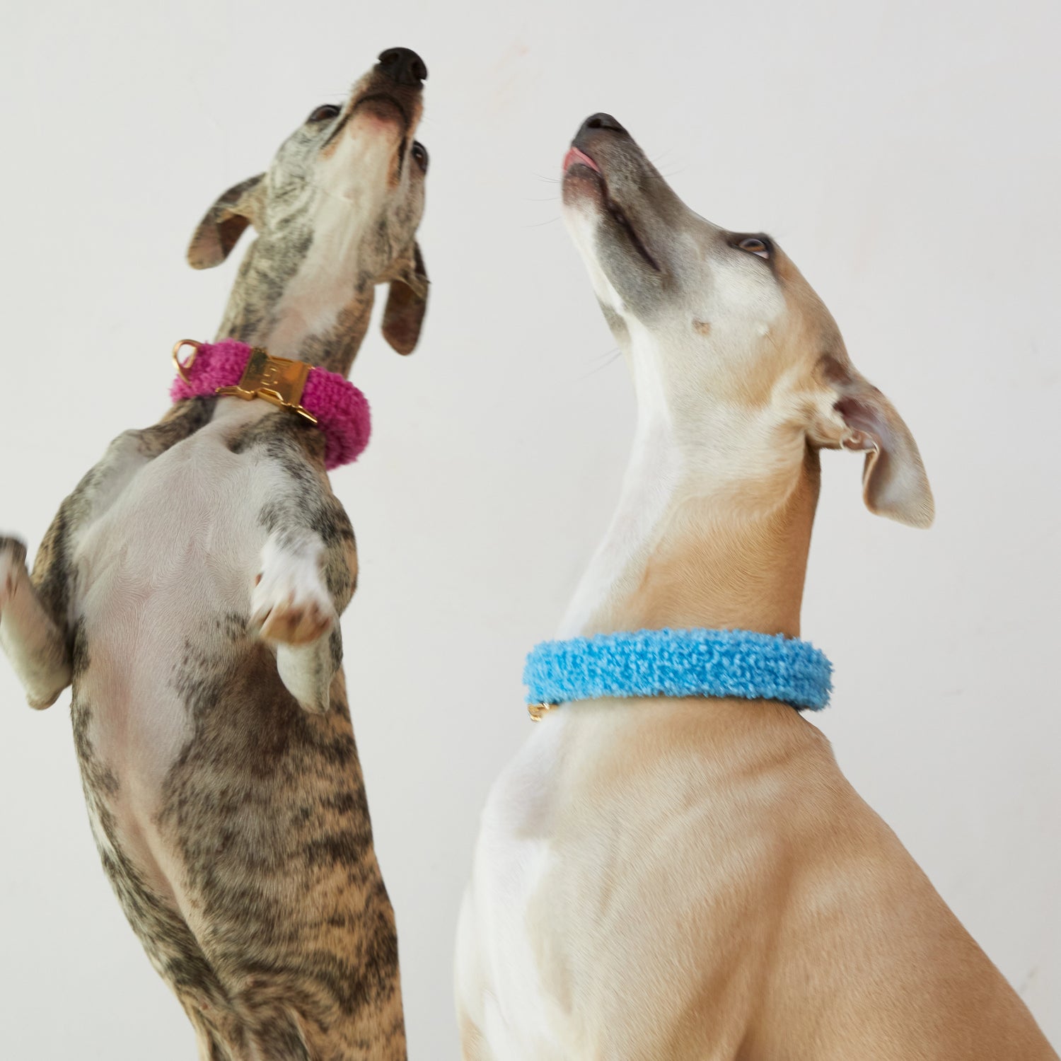 Teddy Collar - Blue