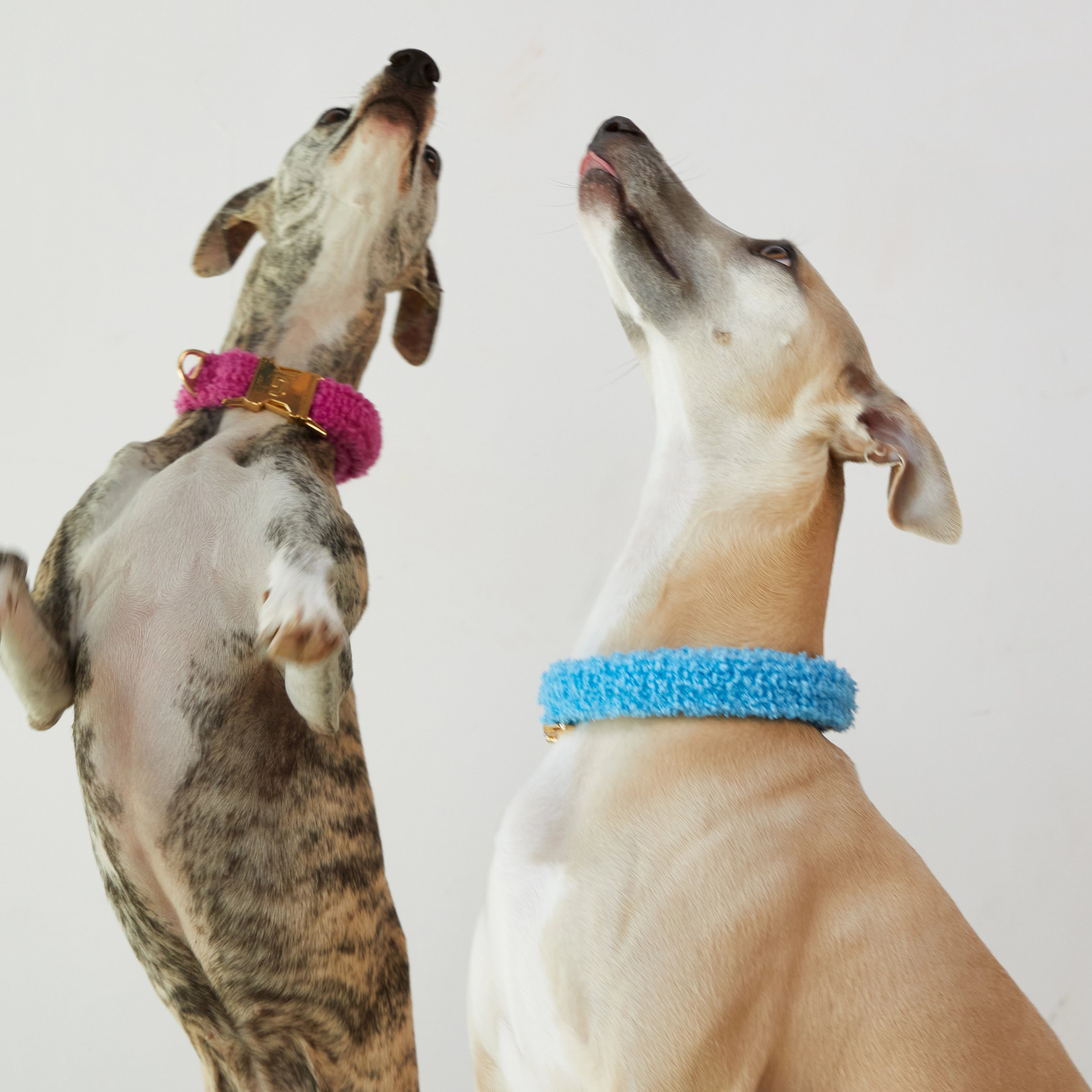 Teddy Collar - Blue