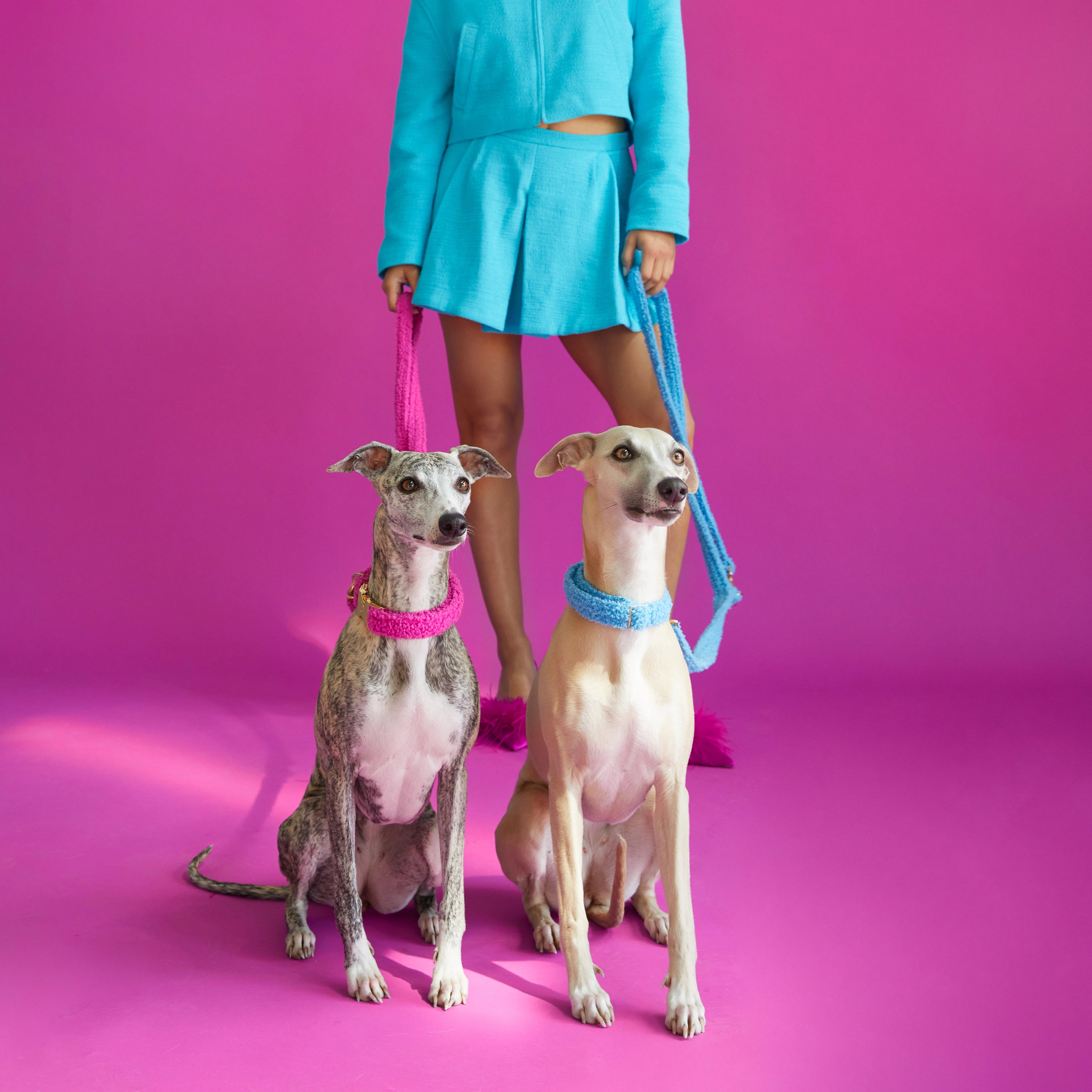 Teddy Collar - Blue