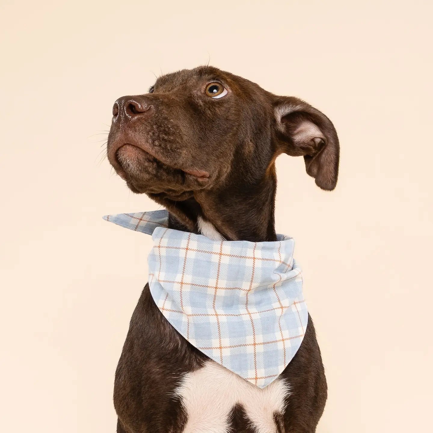 Winston Plaid Bandana