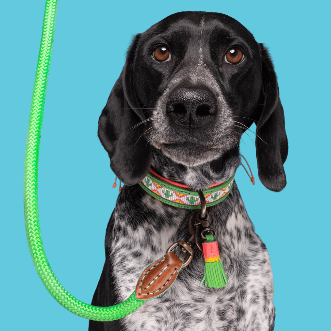 Apple Pie Dog Leash