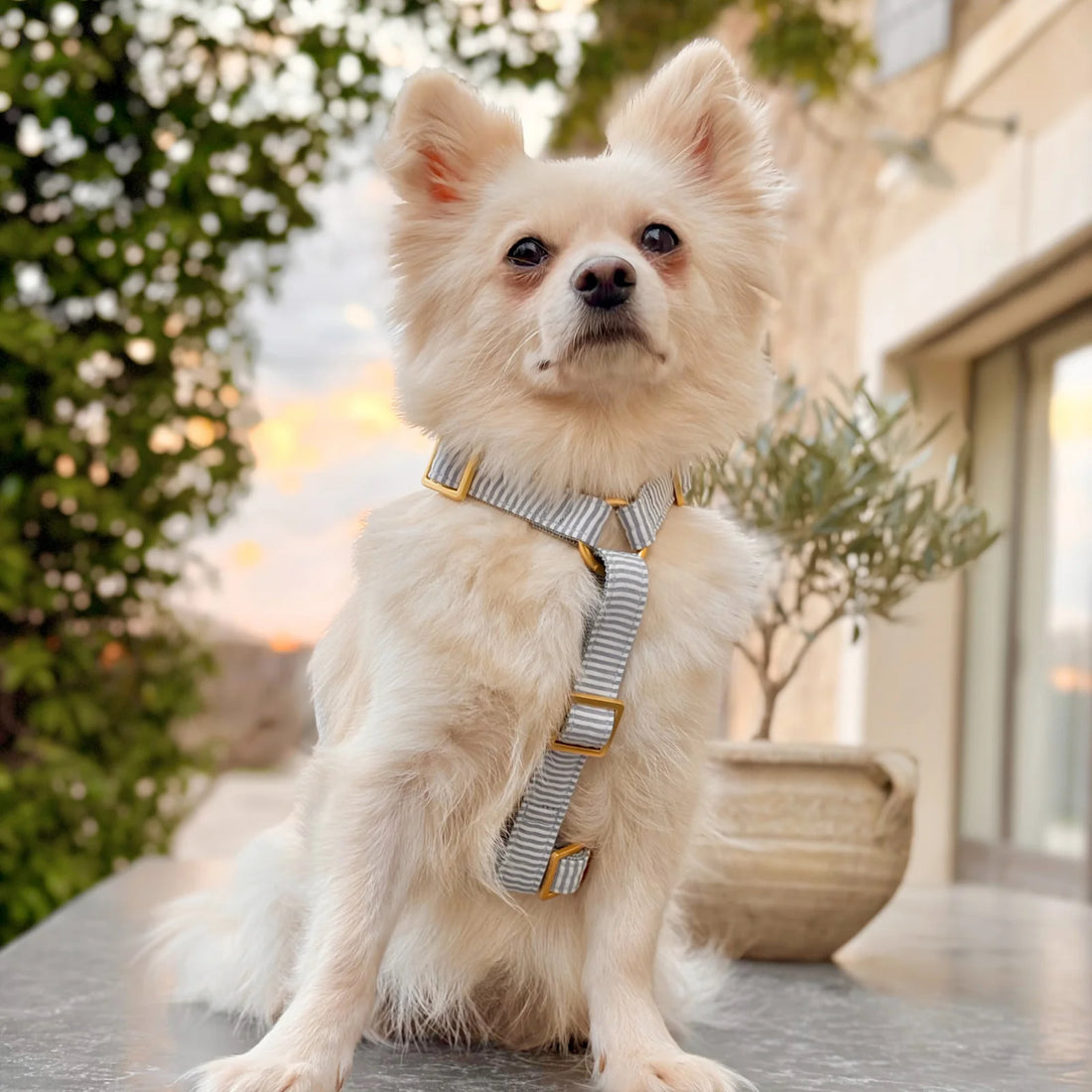 Harness Riviera - Blue