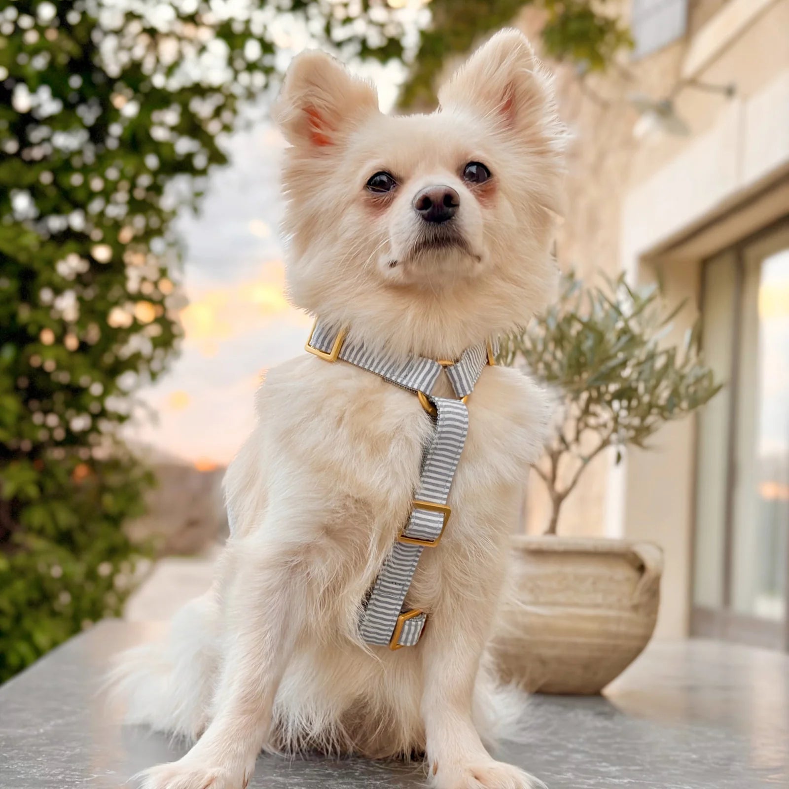 Harness Riviera - Blue