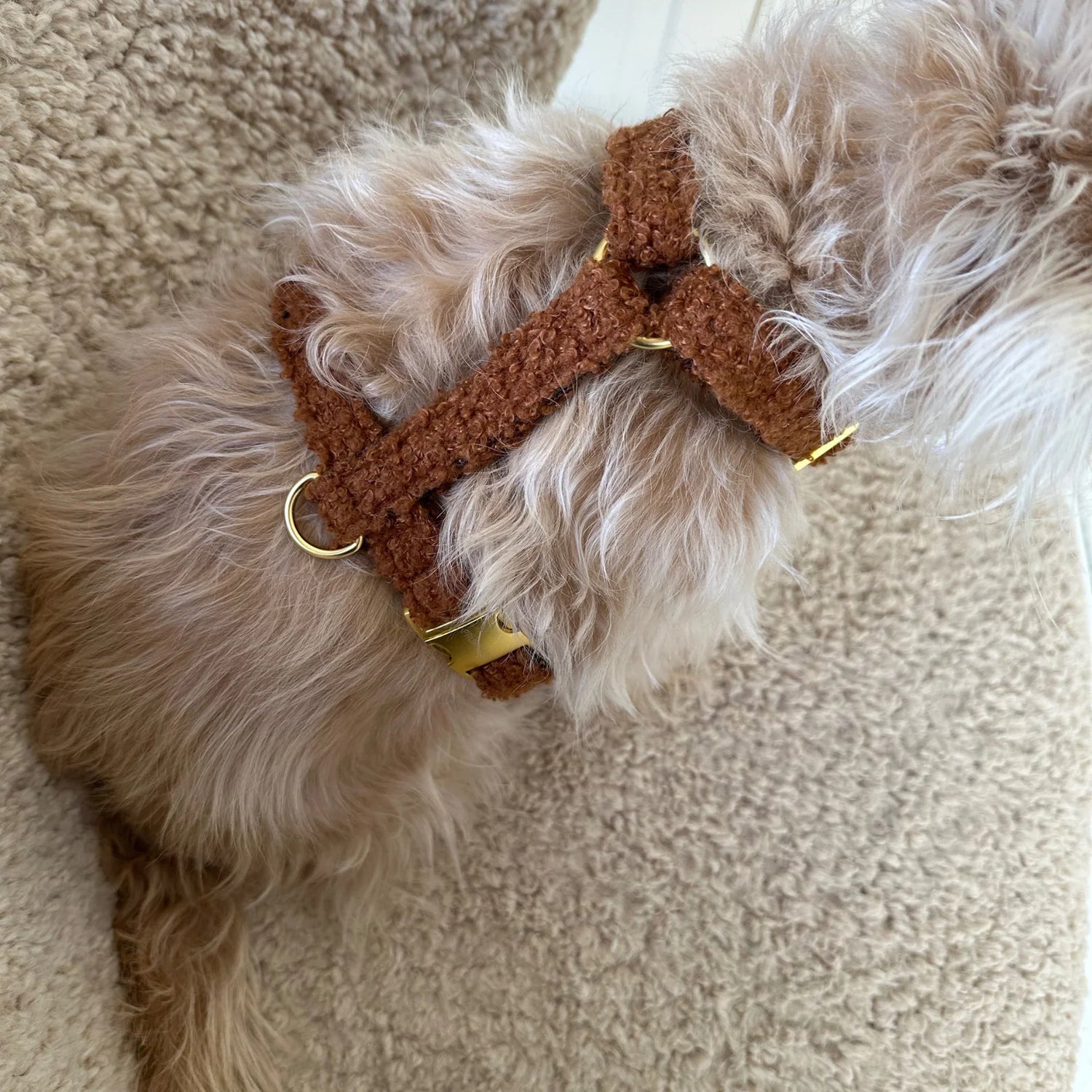 Harness Teddy - Caramel