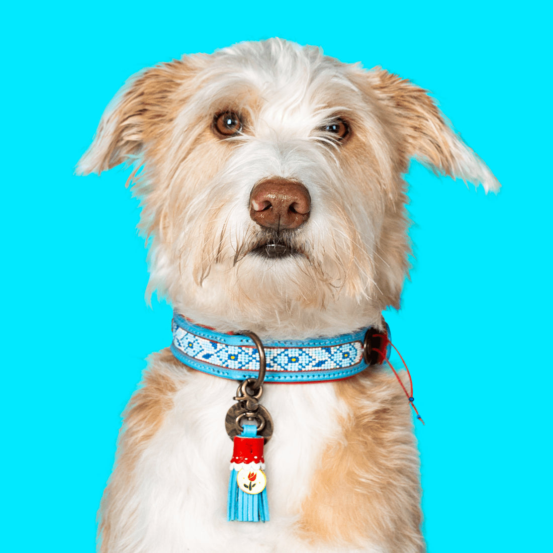 Dutchie Collar