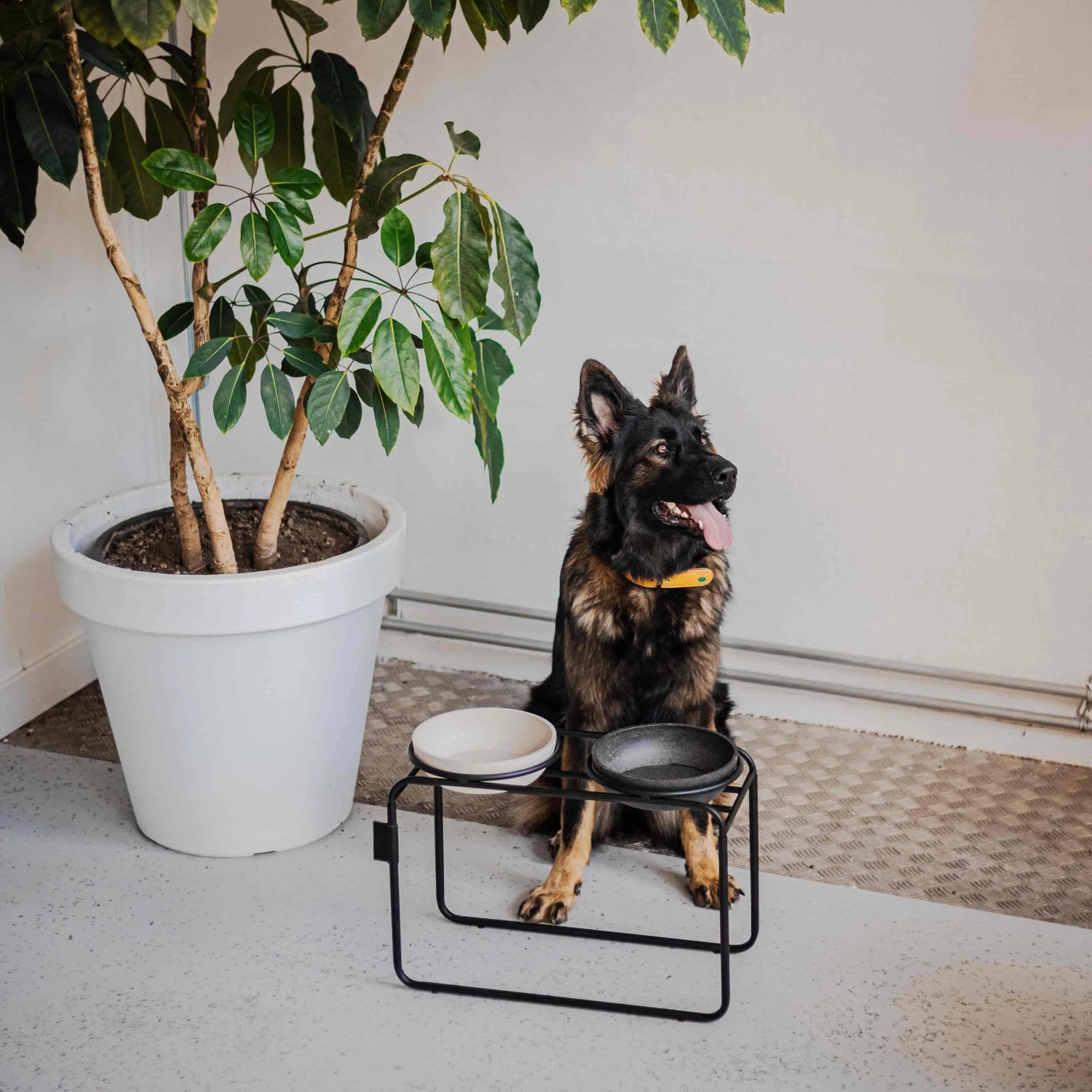 Butler Raised Bowl Standard - Black