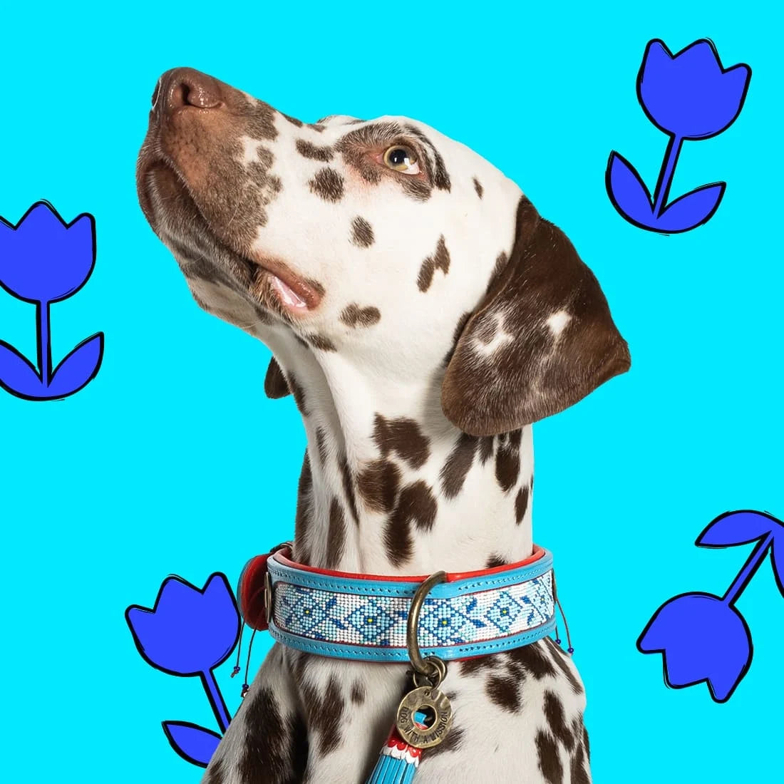 Dutchie Collar