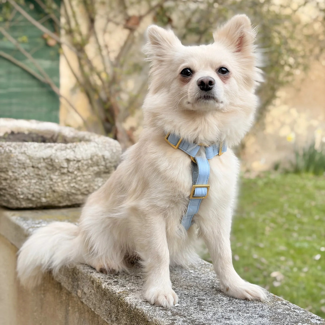 Harness Cotton - Blue