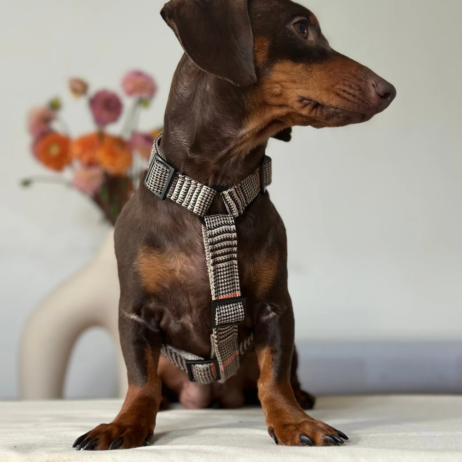 Harness Urban