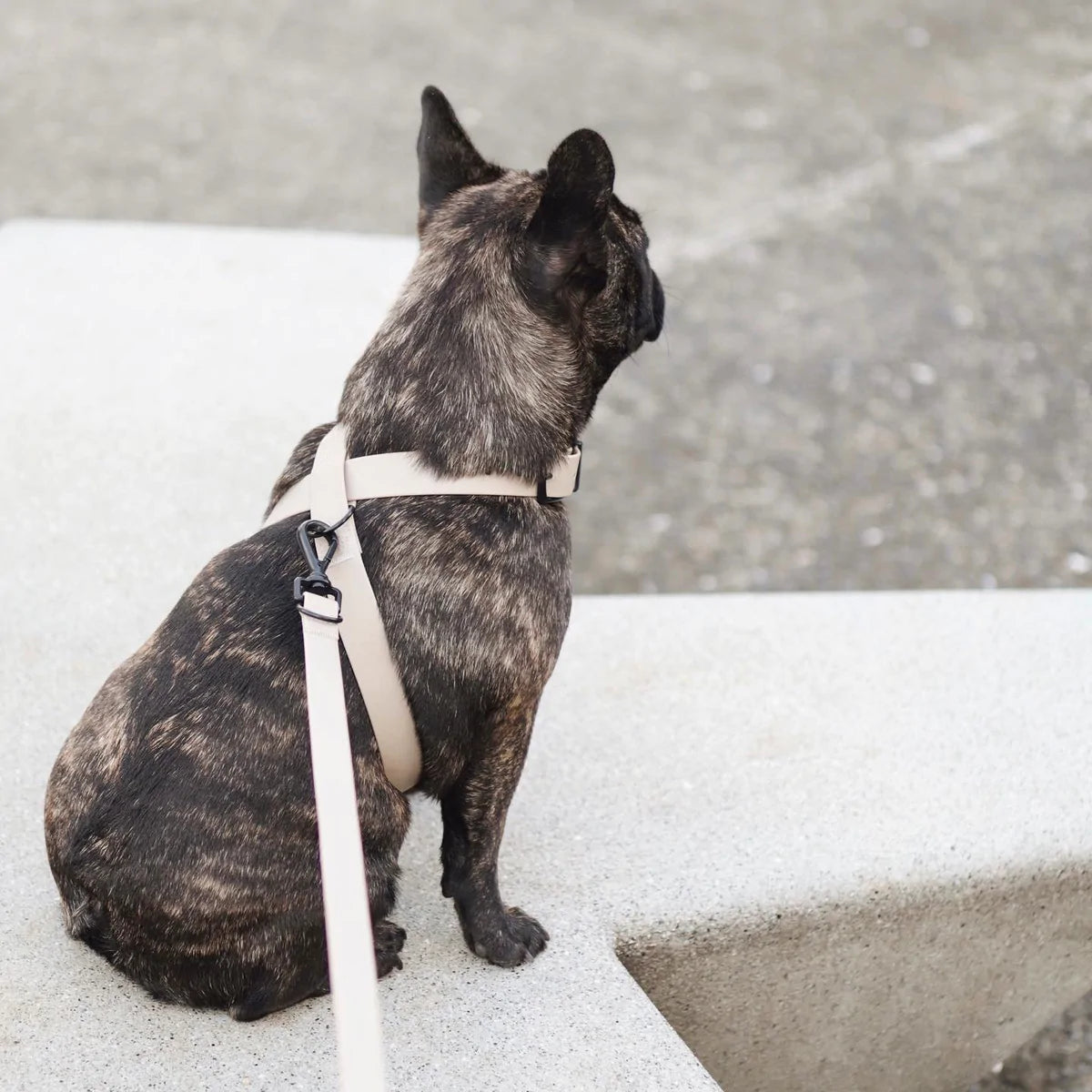 Mellem Waterproof Leash