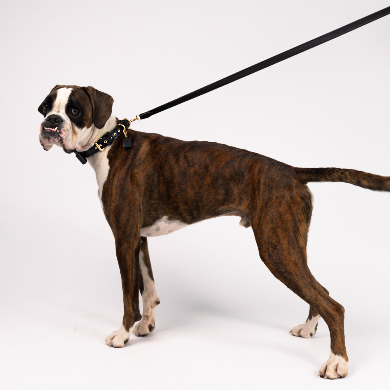 Onyx Black - Vegan Leather Collar