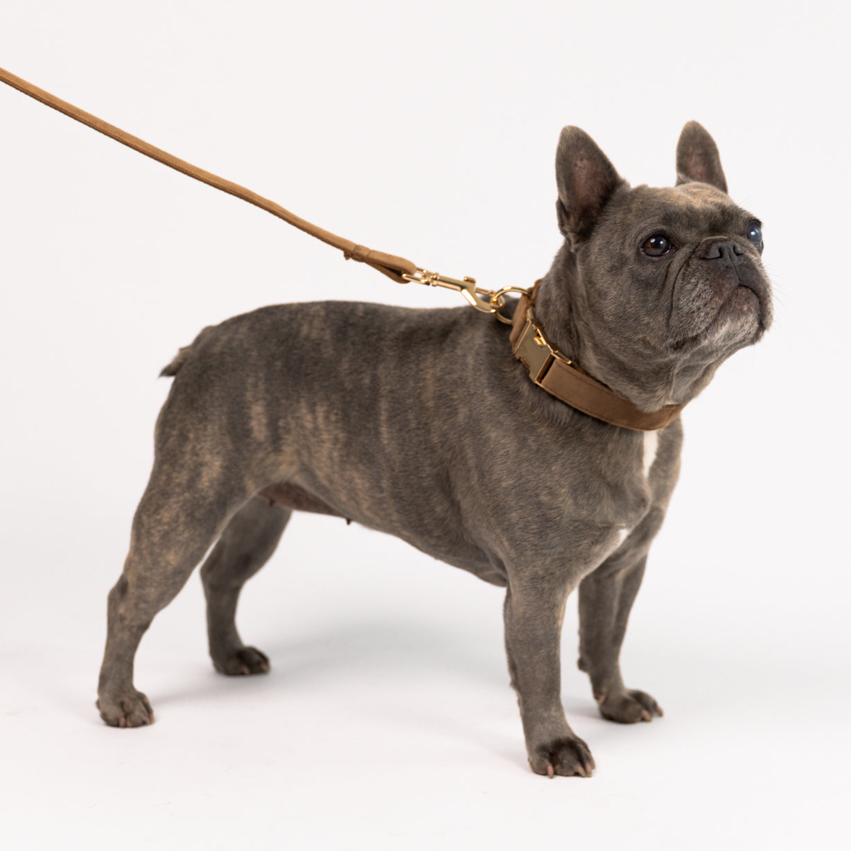 Iced Latte - Velvet Set