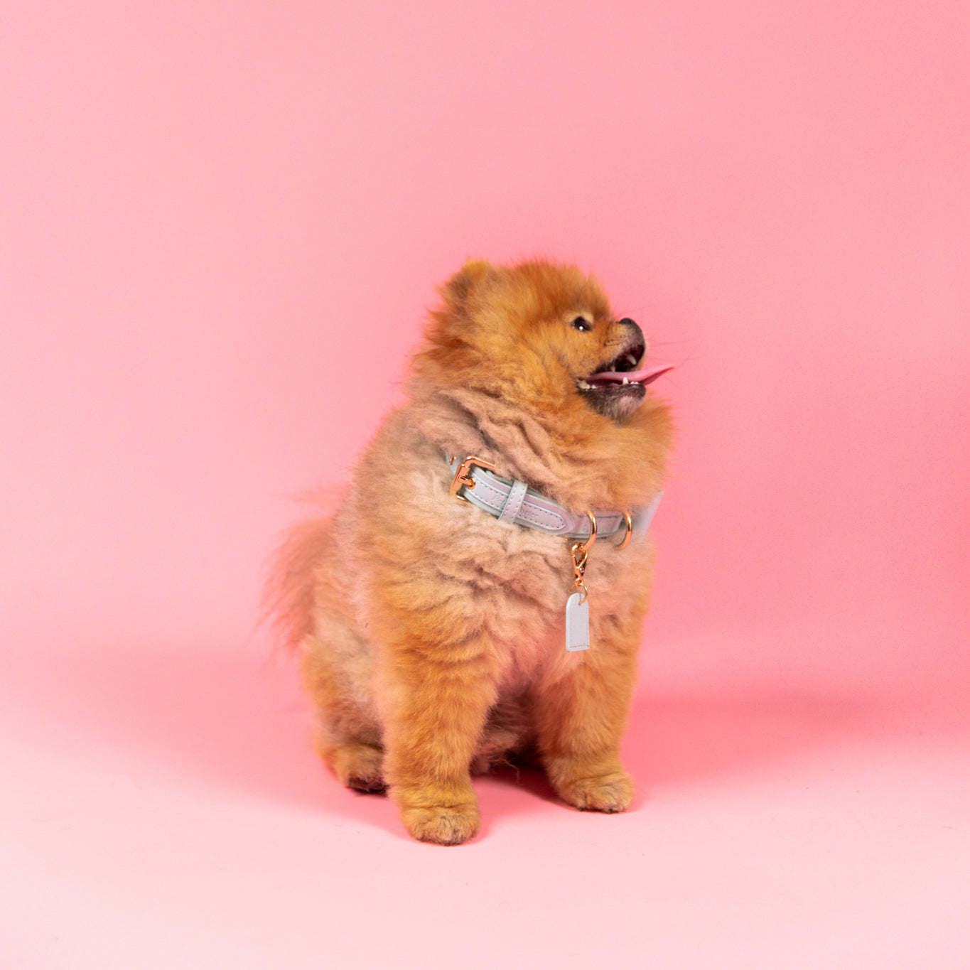 Sky Blue - Vegan Leather Collar