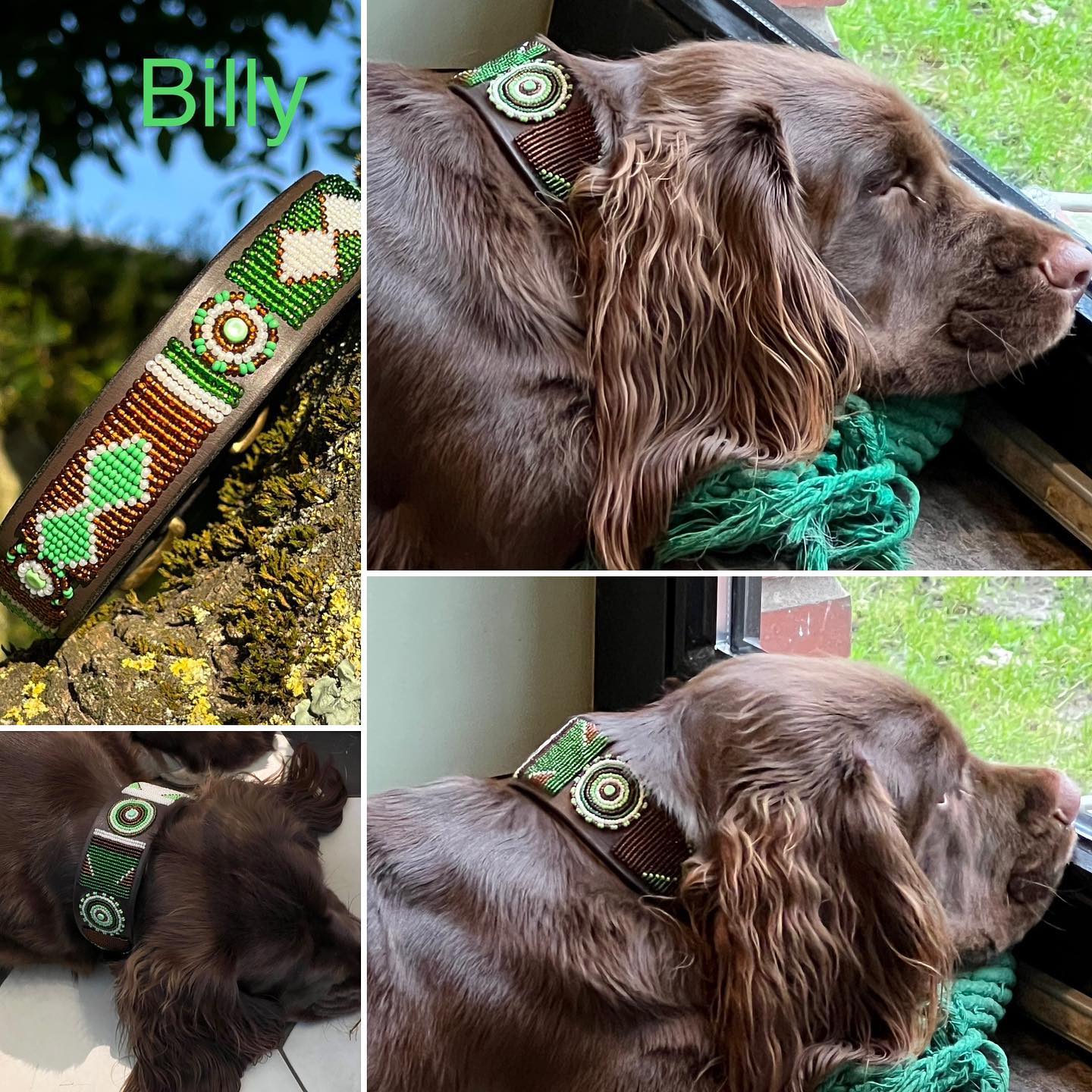 Beaded Lurcher - Billy