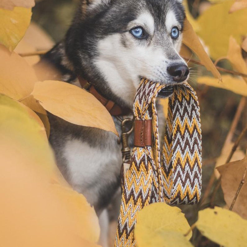 Peruvian Gold Leash