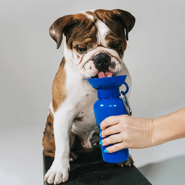 Travel Water Bottle - Indigo