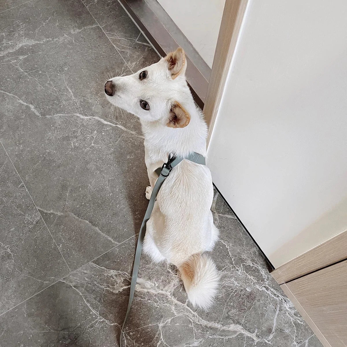 Mellem Waterproof Leash