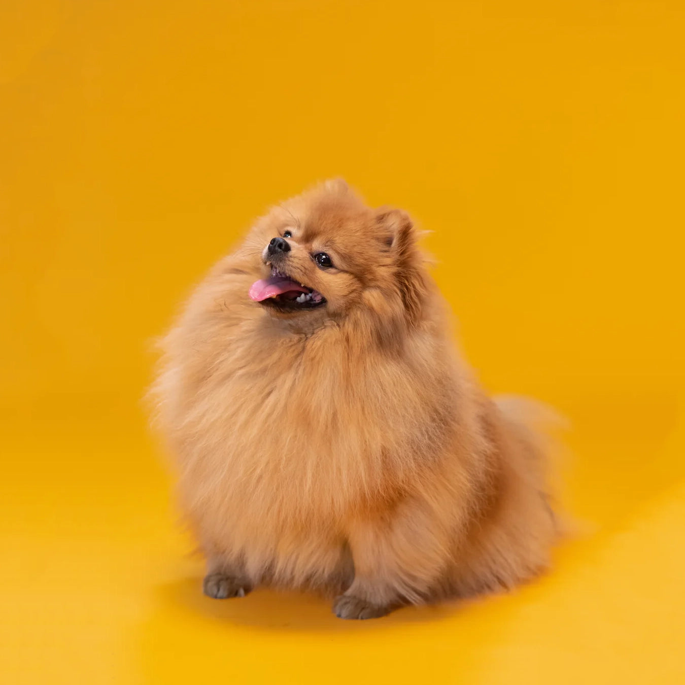 SOS Dry Shampoo Foam