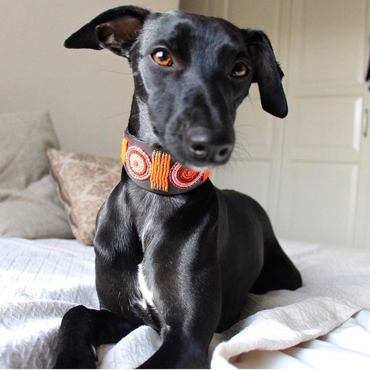 Beaded Lurcher - Framboise