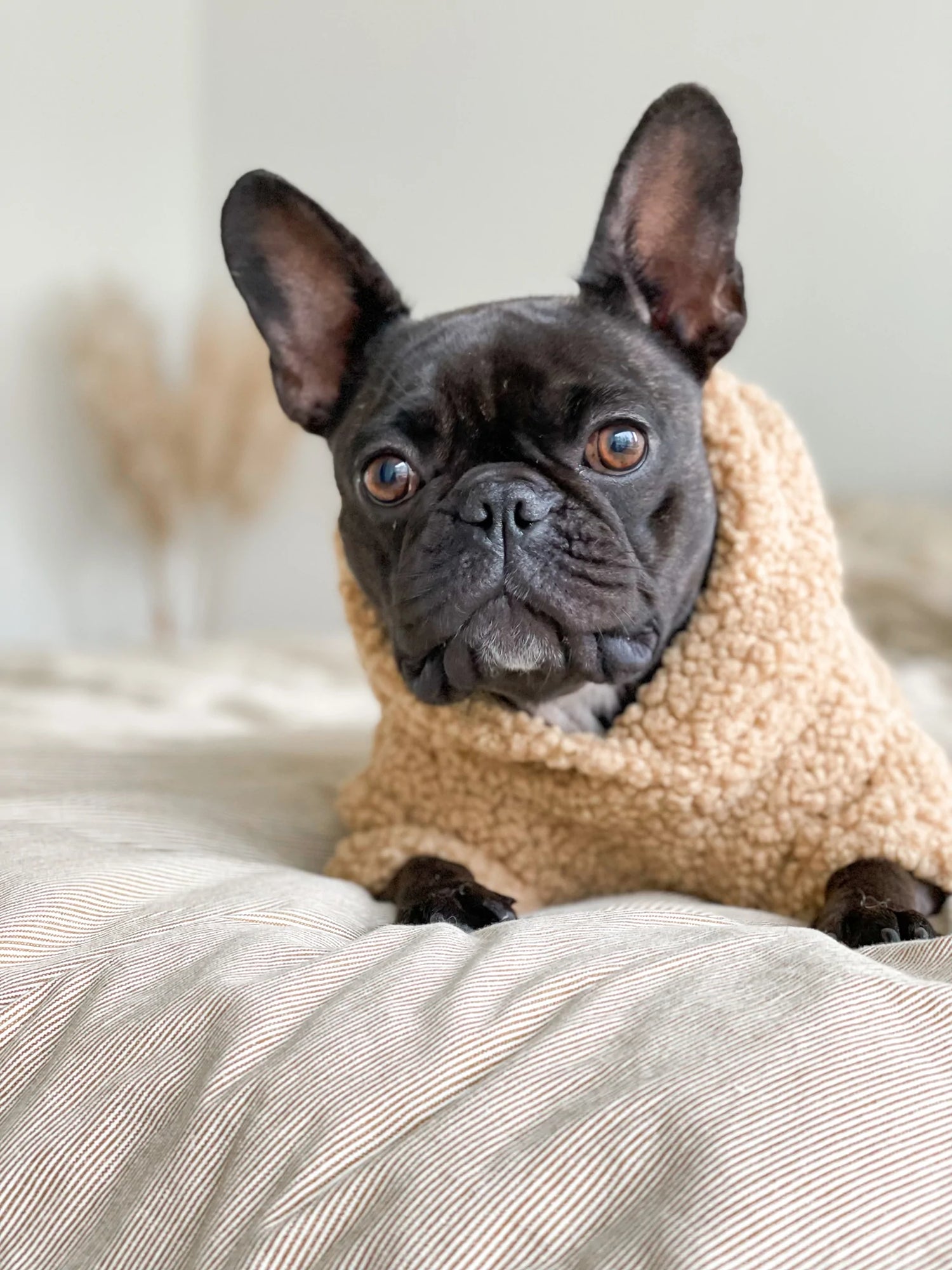 Dog Sweater - Camel Teddy