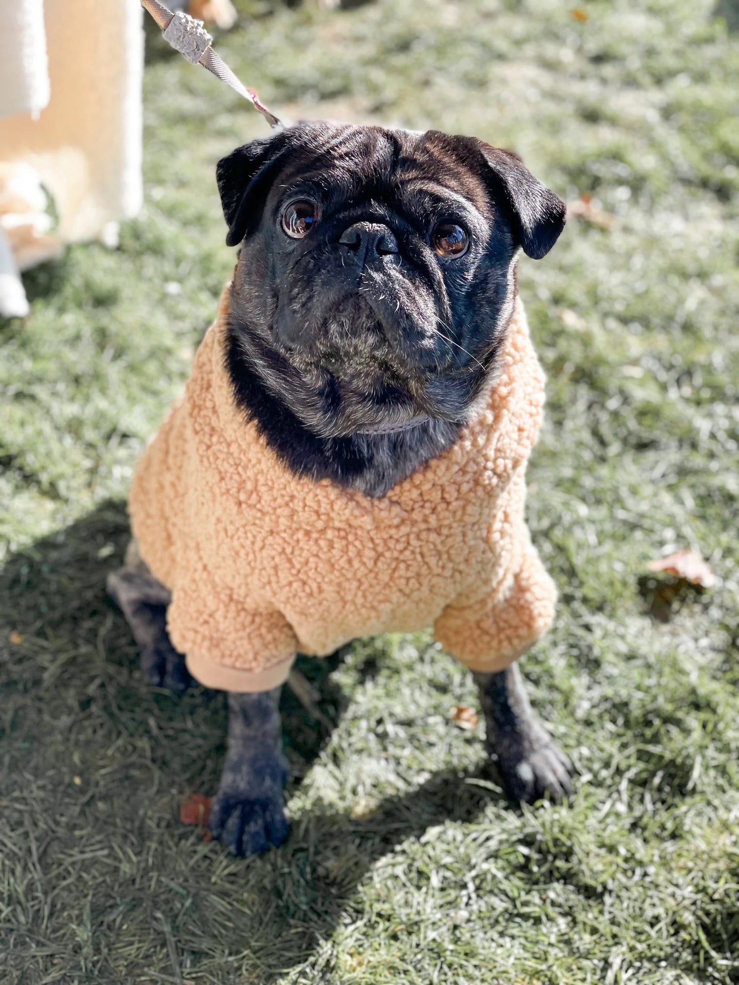 Dog Sweater - Camel Teddy