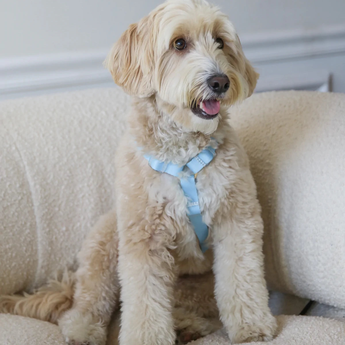 Dog Harness - Lake Day