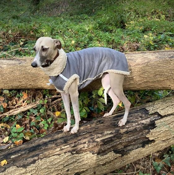 GREYHOUND Teddy Lammy Sweater - Grey