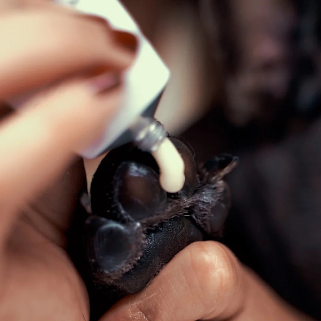 Dog Obsession | Natural Pet Cream