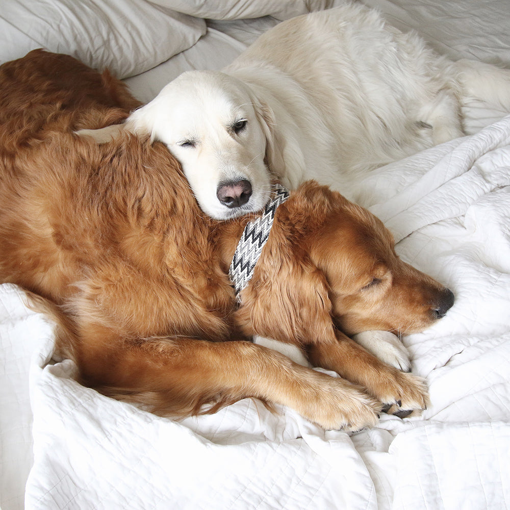 Peruvian Black Collar