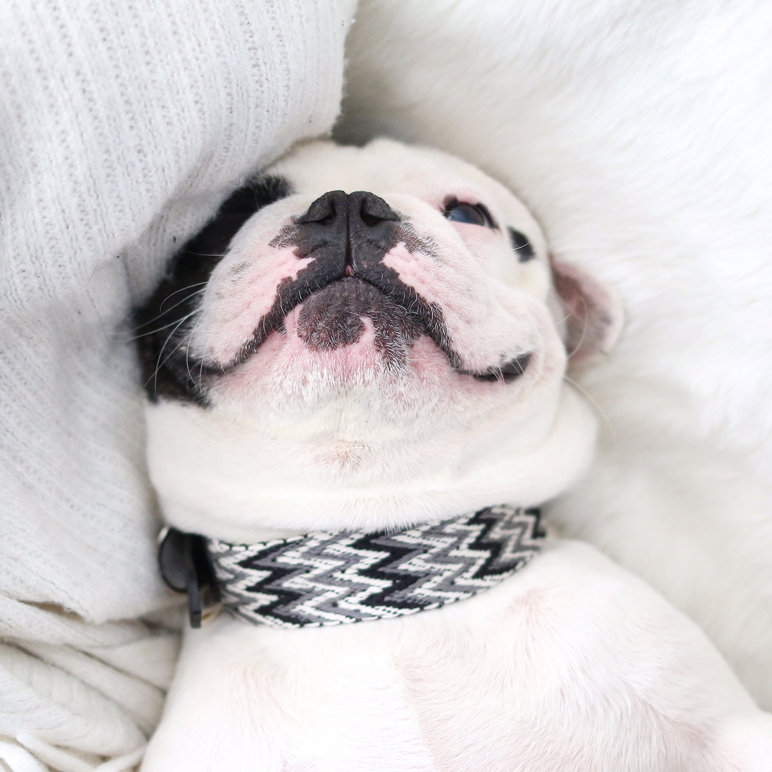 Peruvian Black Collar