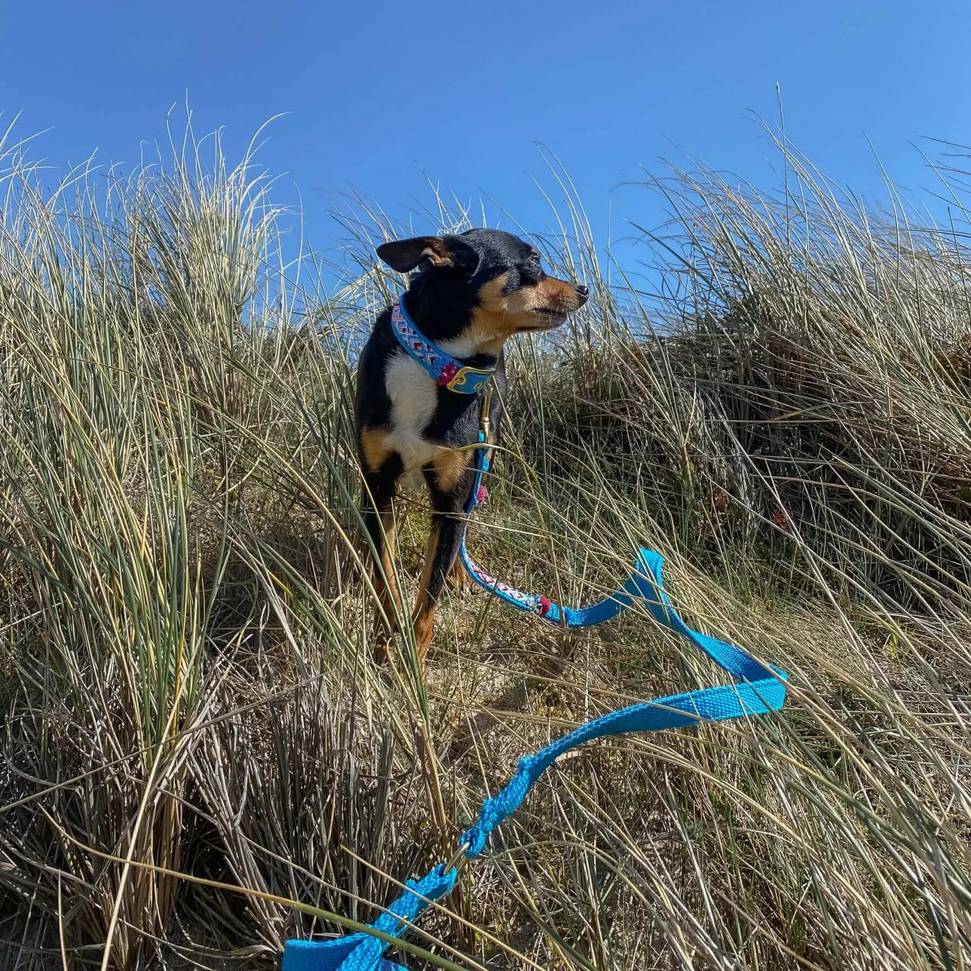 Leash Nomad - Azur