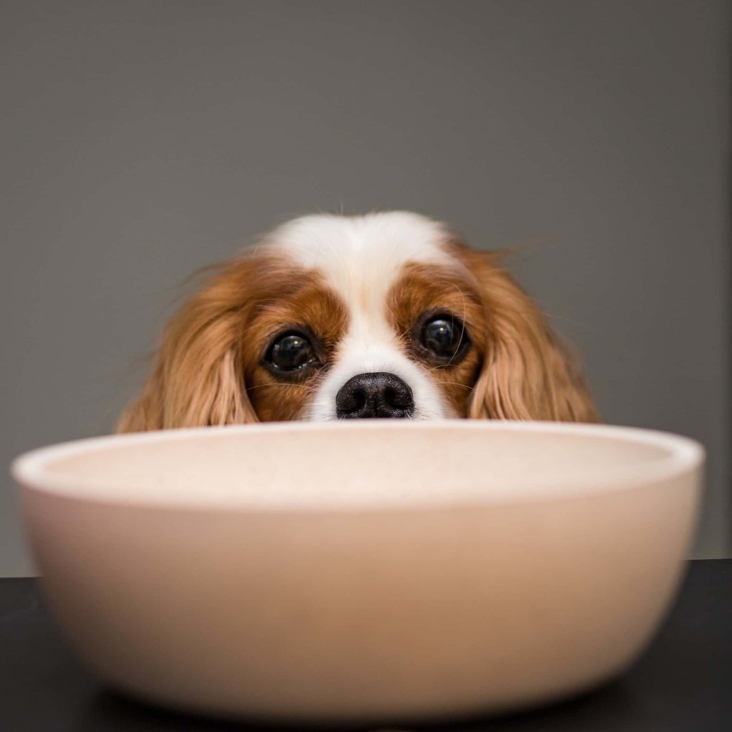 Bamboo Dog Bowl - Merengue