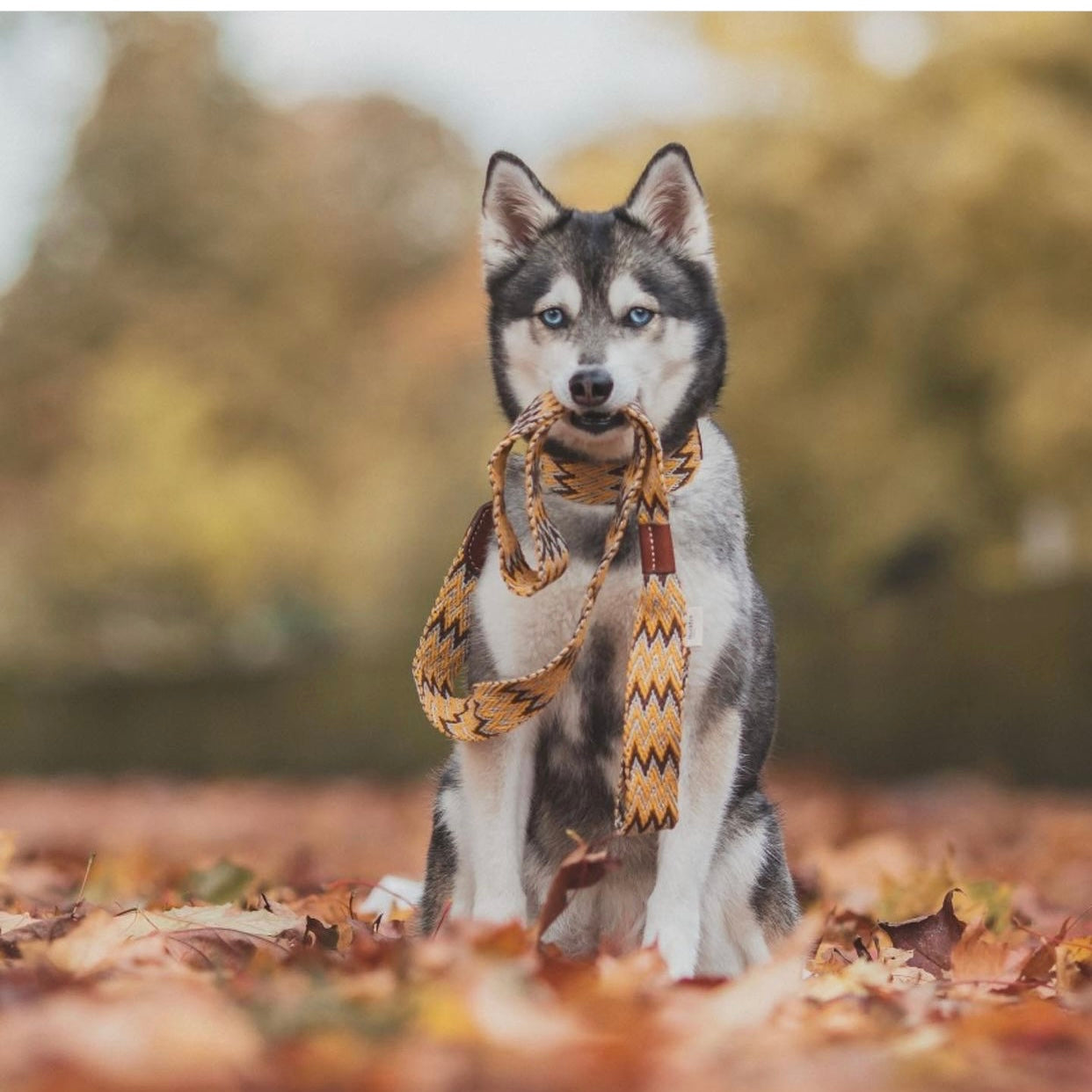 Peruvian Gold Leash