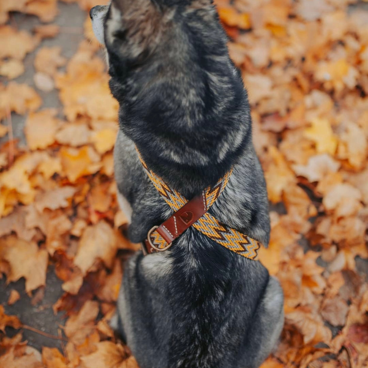 Peruvian Gold Harness